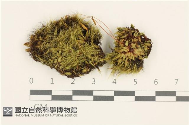 細葉真蘚藏品圖，第1張