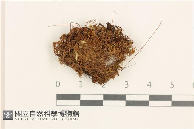 垂蒴真蘚藏品圖，第1張