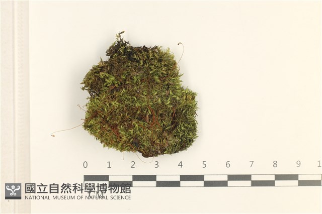 登錄號:B00011538藏品圖，第1張