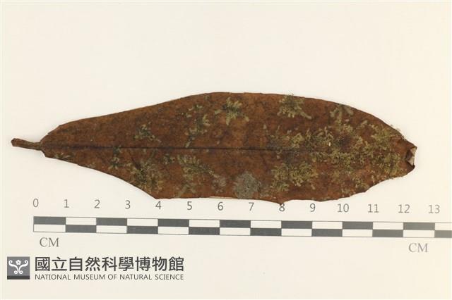 白邊疣鱗苔藏品圖，第1張