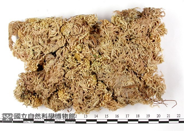 登錄號:B00010538藏品圖，第1張