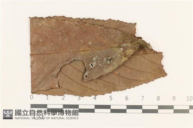 虎齒疣鱗苔藏品圖，第1張