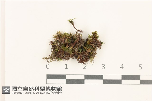 登錄號:B00005438藏品圖，第1張
