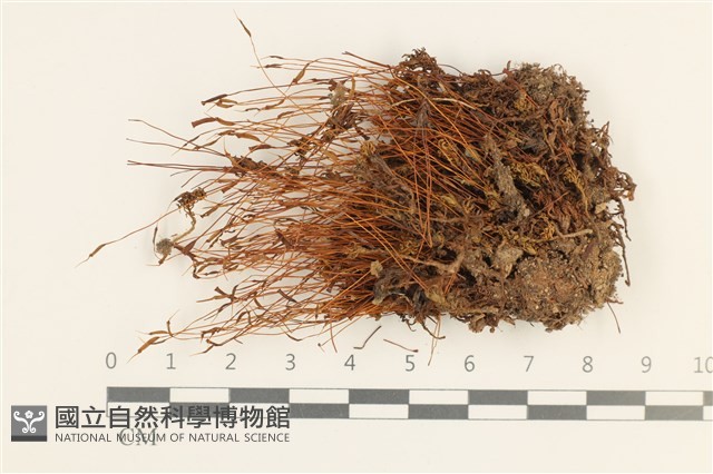 仙鶴蘚藏品圖，第1張