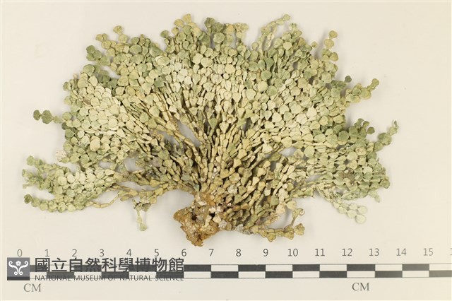 仙掌藻, 海仙人掌藏品圖，第1張