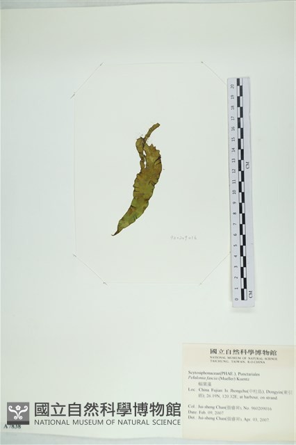西洋葉苔藏品圖，第1張