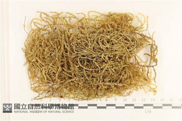 登錄號:B00006338藏品圖，第1張