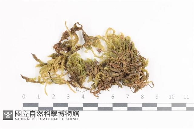 毛扭蘚藏品圖，第1張