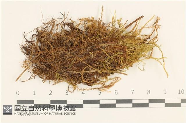 蔓枝濕原蘚藏品圖，第1張