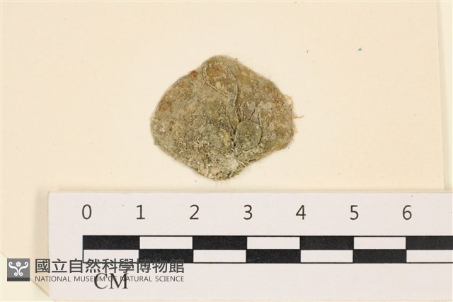 網球藻藏品圖，第1張