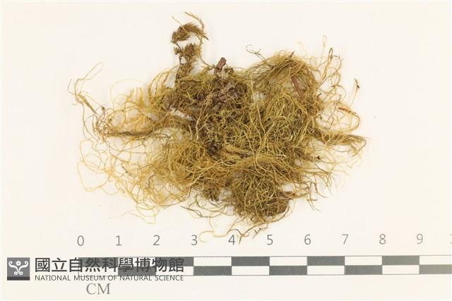 鞭枝懸蘚藏品圖，第1張