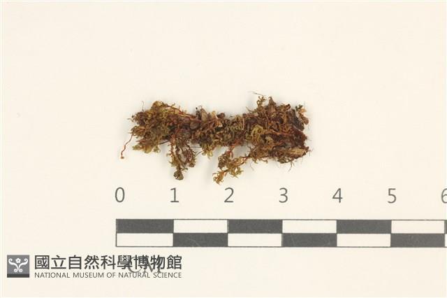 綠片苔藏品圖，第1張