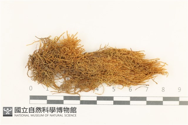 登錄號:B00013738藏品圖，第1張