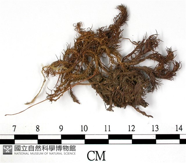 細葉金髮蘚藏品圖，第1張