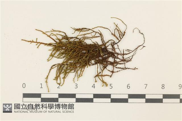 小牛舌蘚藏品圖，第1張