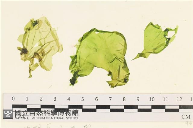大石蓴, 石蓴藏品圖，第1張