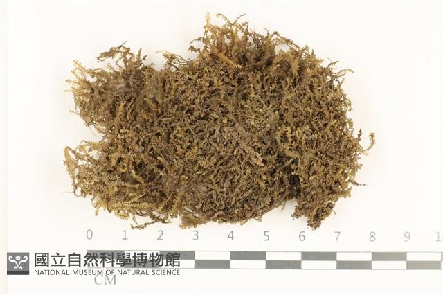 三齒鞭苔藏品圖，第1張