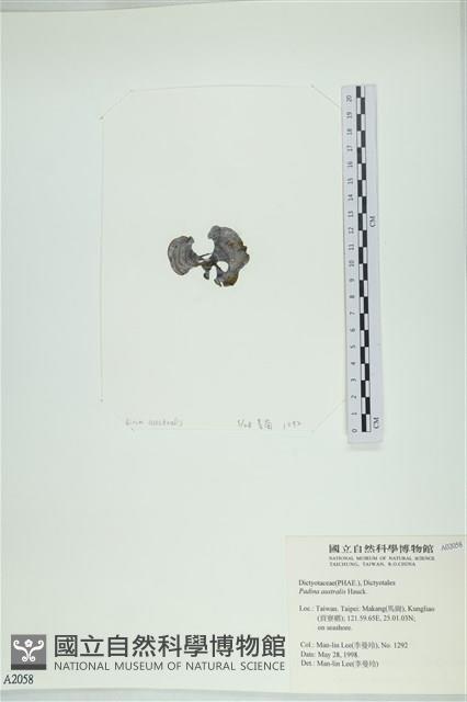 南方團扇藻藏品圖，第3張