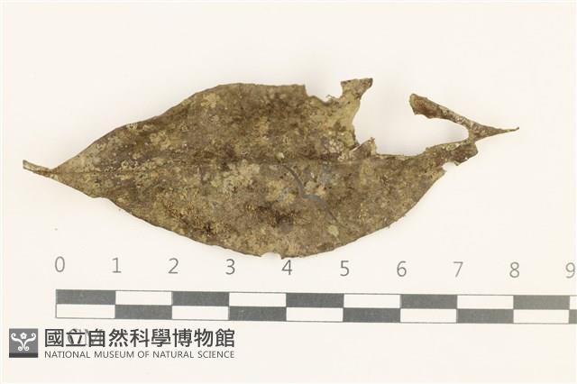 登錄號:B00019058藏品圖，第1張