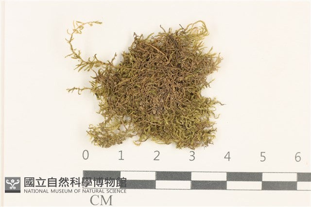 登錄號:B00014058藏品圖，第1張