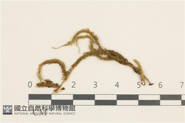 刺葉檜蘚藏品圖，第1張