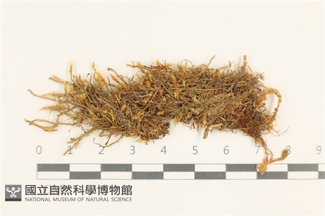 彎葉扁灰蘚藏品圖，第1張