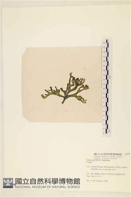 登錄號:A00005058藏品圖，第3張