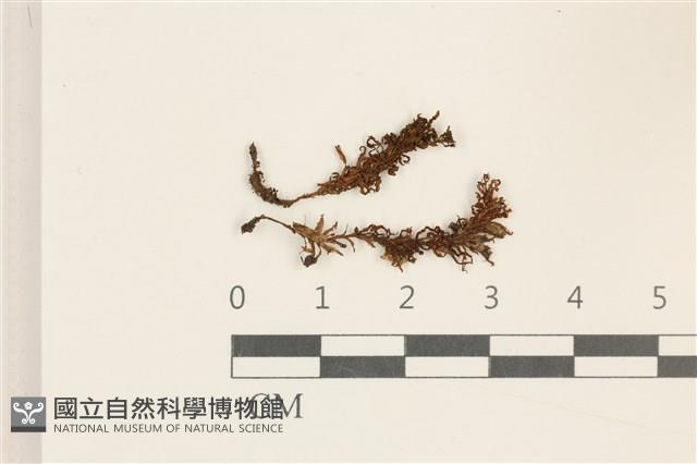 仙鶴蘚藏品圖，第1張