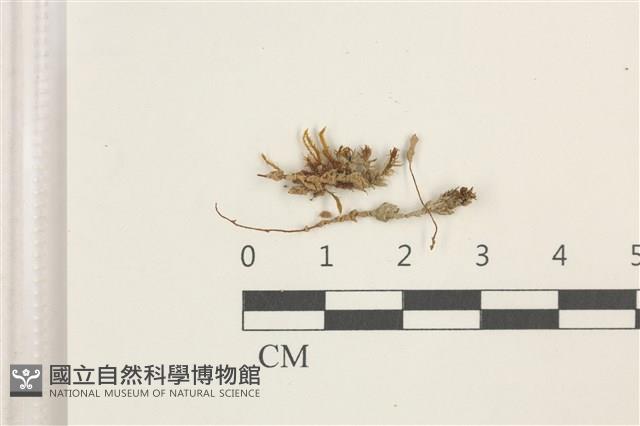 登錄號:B00018158藏品圖，第1張