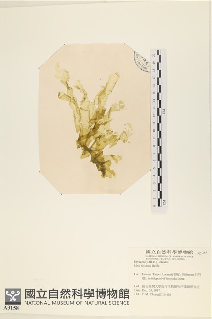 長片石蓴, 裂片石蓴藏品圖，第1張