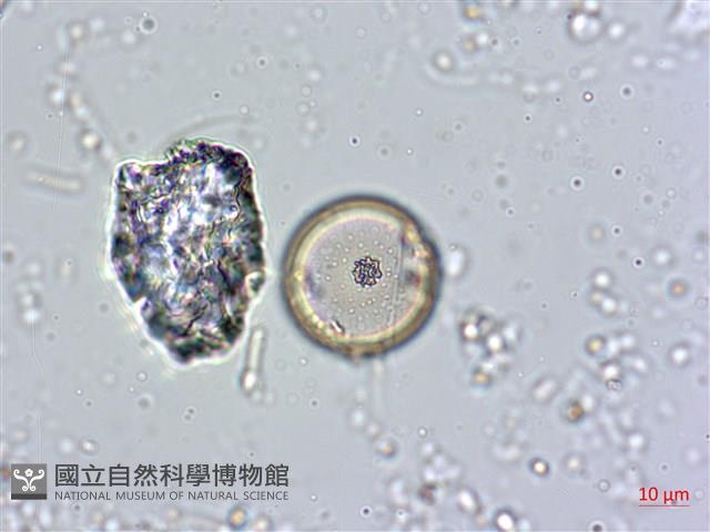 登錄號:A00004558藏品圖，第4張
