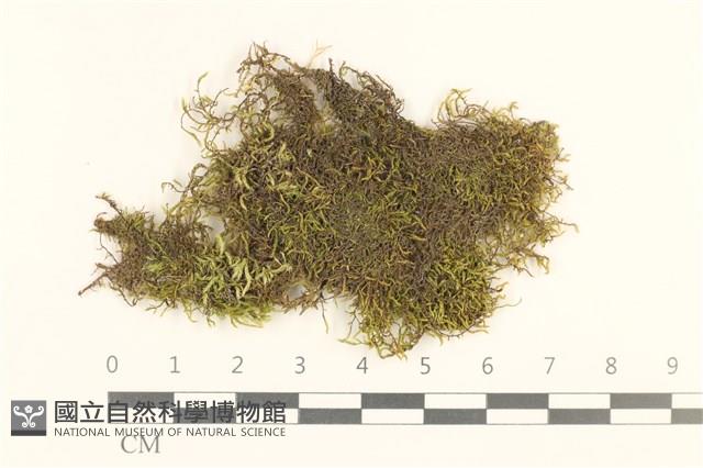 登錄號:B00017558藏品圖，第1張