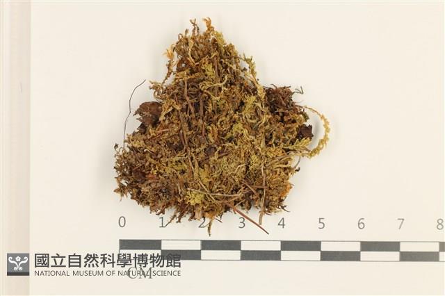 細裂瓣苔藏品圖，第1張