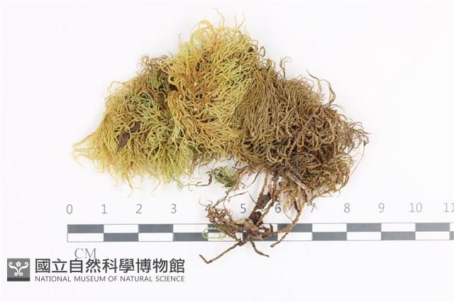 登錄號:B00020558藏品圖，第1張