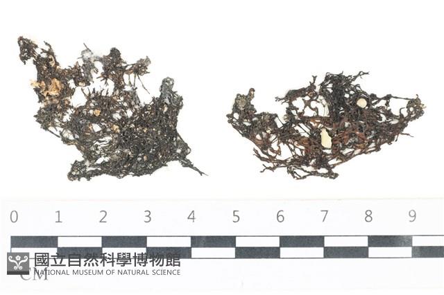 網胰藻藏品圖，第1張