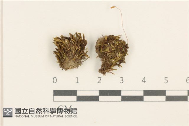 登錄號:B00014458藏品圖，第1張