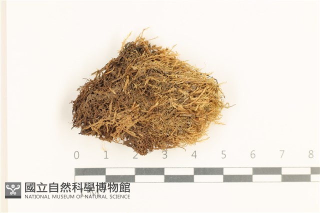 大濕原蘚藏品圖，第1張