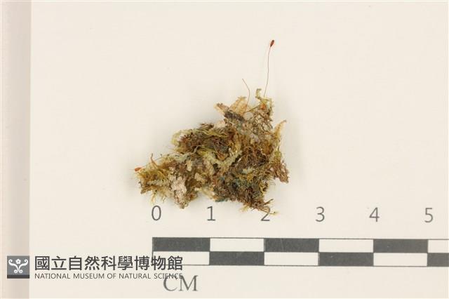 雙齒護蒴苔藏品圖，第1張