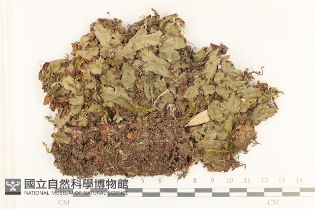 蛇苔藏品圖，第1張