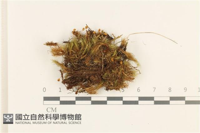 直葉珠蘚藏品圖，第1張