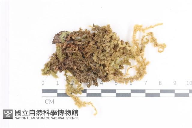 毛扭蘚藏品圖，第1張