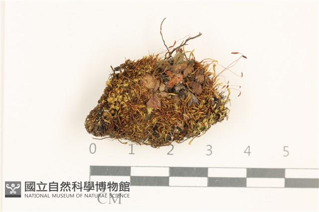 角齒蘚藏品圖，第1張