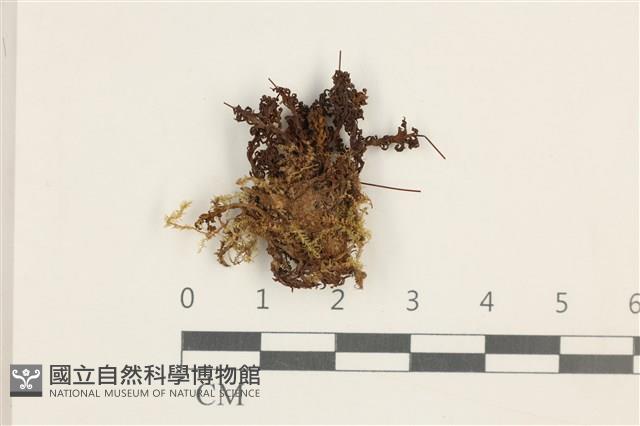登錄號:B00002628藏品圖，第1張