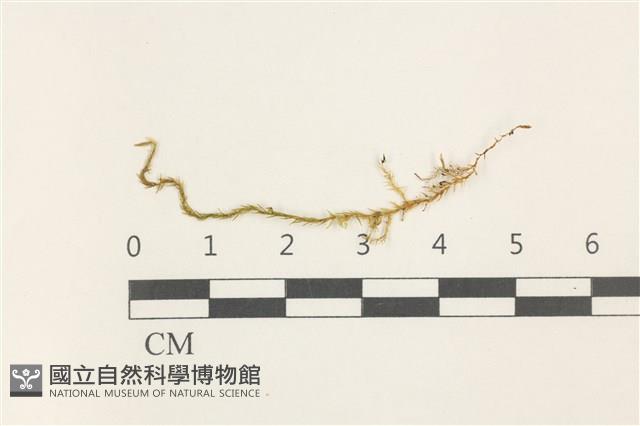 蔓枝濕原蘚藏品圖，第1張