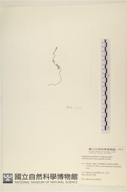 粗硬毛藻, 綠苔藏品圖，第3張
