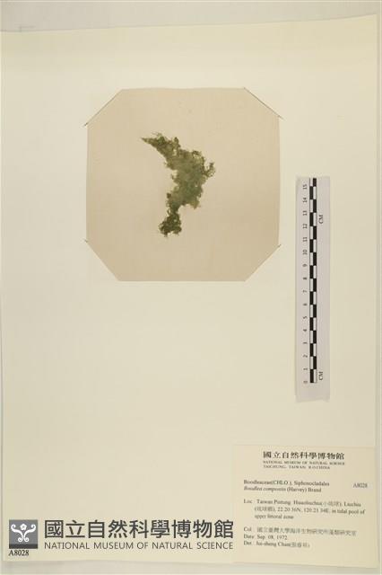 布氏藻藏品圖，第3張