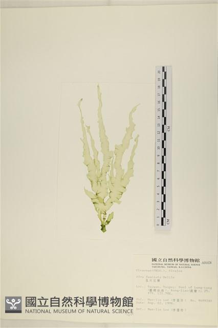 長片石蓴, 裂片石蓴藏品圖，第1張