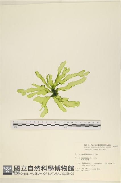 長片石蓴, 裂片石蓴藏品圖，第1張