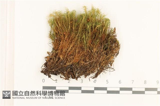 登錄號:B00008128藏品圖，第1張