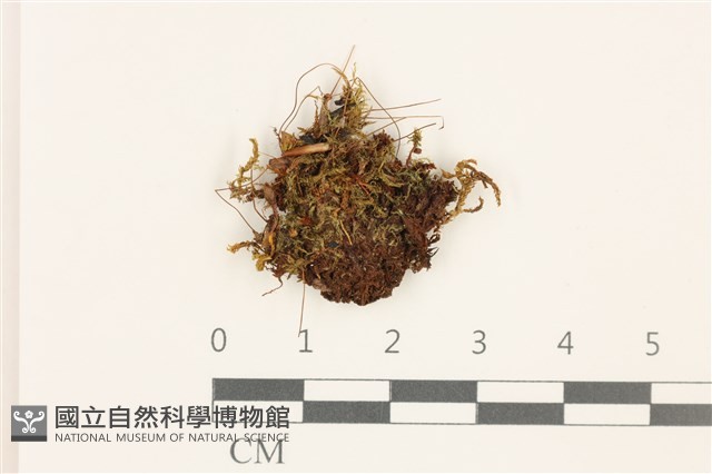 登錄號:B00005128藏品圖，第1張